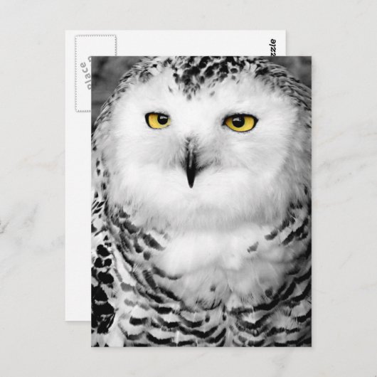 Carte postale Chouette neigeuse (Devant / Derrière)