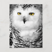 Carte postale Chouette neigeuse (Devant)