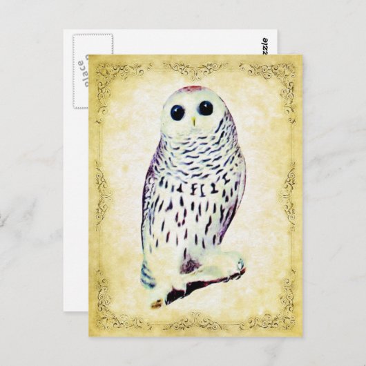 Carte postale Chouette neigeuse (Devant / Derrière)
