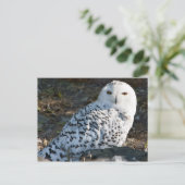 Carte postale Chouette neigeuse (Debout devant)
