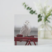 Carte Postale Chouette neigeuse 9470 (Debout devant)