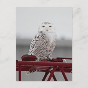 Carte Postale Chouette neigeuse 9470