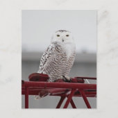 Carte Postale Chouette neigeuse 9470 (Devant)