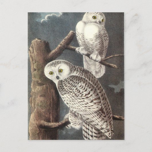 Carte Postale Chouette neigeuse d'Audubon (Devant)