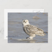 Carte Postale Chouette neigeuse debout sur la glace, la queue d' (Devant / Derrière)