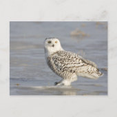 Carte Postale Chouette neigeuse debout sur la glace, la queue d' (Devant)