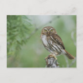 Carte Postale Chouette-pygmée, Glaucidium brasilianum, 3 (Devant)