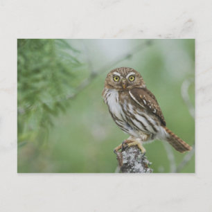 Carte Postale Chouette-pygmée, Glaucidium brasilianum, 3