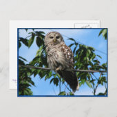 Carte Postale Chouette sur fil (Devant / Derrière)