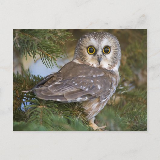 Carte Postale Chouette sur sapin (Devant)