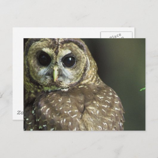 Carte postale Chouette tachetée (Devant / Derrière)