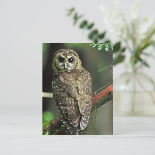 Carte Postale Chouette tachetée du Nord (Debout devant)