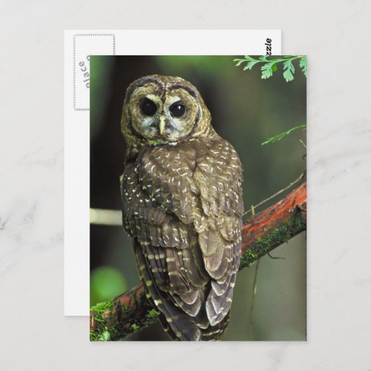 Carte Postale Chouette tachetée du Nord (Devant / Derrière)