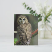 Carte Postale Chouette tachetée du Nord (Debout devant)