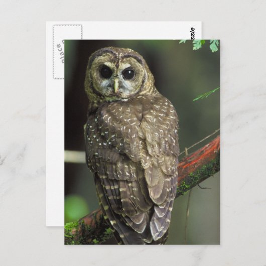Carte Postale Chouette tachetée du Nord (Devant / Derrière)