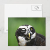 Carte Postale Chouette tachetée (Pulsatrix perspicillata) (Devant / Derrière)