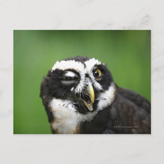 Carte Postale Chouette tachetée (Pulsatrix perspicillata) (Devant)