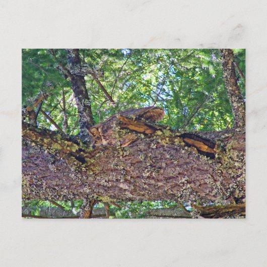 Carte Postale Chouette Tam (Devant)