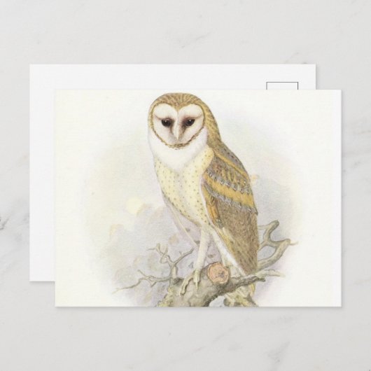 Carte postale Chouette Vintage (Devant / Derrière)