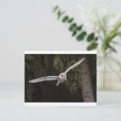 Carte Postale Chouette volante (Debout devant)