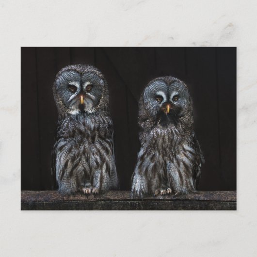 Carte Postale Chouettes (Devant)