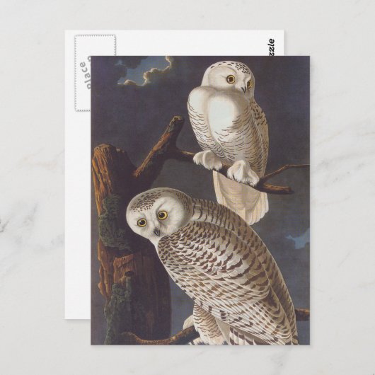Carte Postale Chouettes blanches neigeuses dans une nuit d'horre (Devant / Derrière)