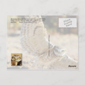 Carte Postale Chouettes bractées, Arizona (Dos)