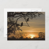 Carte Postale Chouettes géantes (Bubo lacteus) silhouette à (Devant / Derrière)