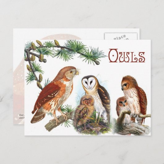 Carte Postale Chouettes illustrées (Devant / Derrière)