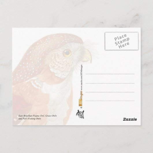 Carte Postale Chouettes illustrées (Dos)