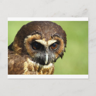Carte Postale Chouettes Oiseaux animaux Nature Parc Arbre Harmon