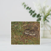Carte Postale Chouettes pour bébés (Debout devant)