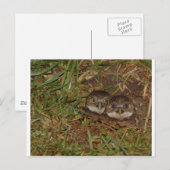 Carte Postale Chouettes pour bébés (Devant / Derrière)