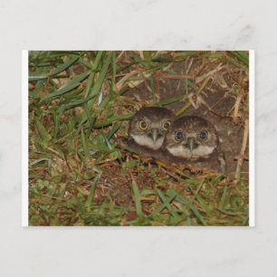 Carte Postale Chouettes pour bébés