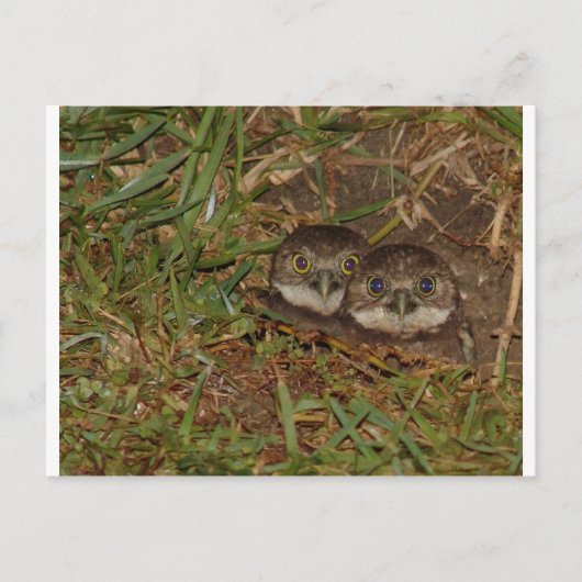 Carte Postale Chouettes pour bébés (Devant)