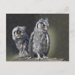Carte postale Chouettes pour bébés