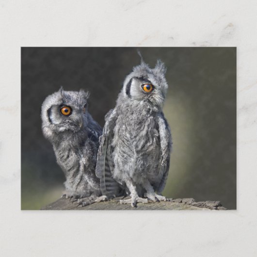Carte postale Chouettes pour bébés (Devant)