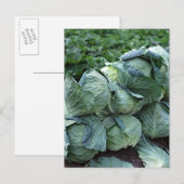 Carte Postale Choux (Devant / Derrière)