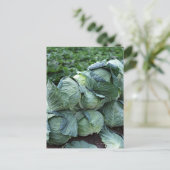 Carte Postale Choux (Debout devant)