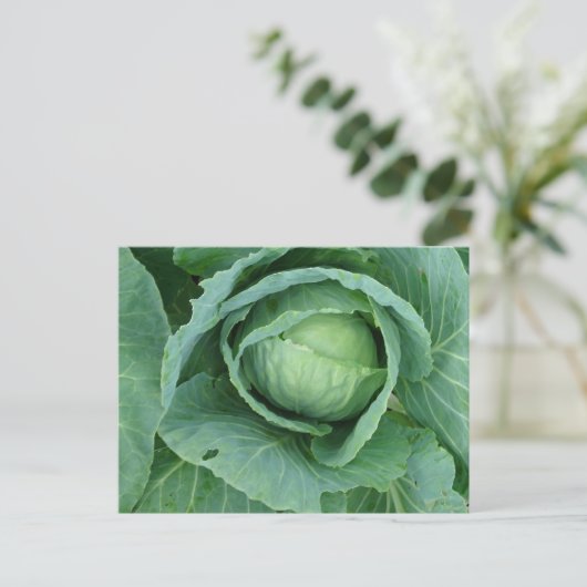 Carte Postale Choux (Debout devant)