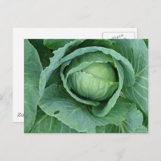 Carte Postale Choux (Devant / Derrière)