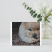Carte Postale chow chiot.png (Debout devant)