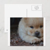 Carte Postale chow chiot.png (Devant / Derrière)