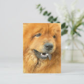 Carte Postale Chow Chow (Debout devant)