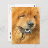 Carte Postale Chow Chow (Devant / Derrière)