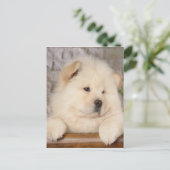 Carte Postale Chow Chow (Debout devant)