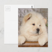 Carte Postale Chow Chow (Devant / Derrière)