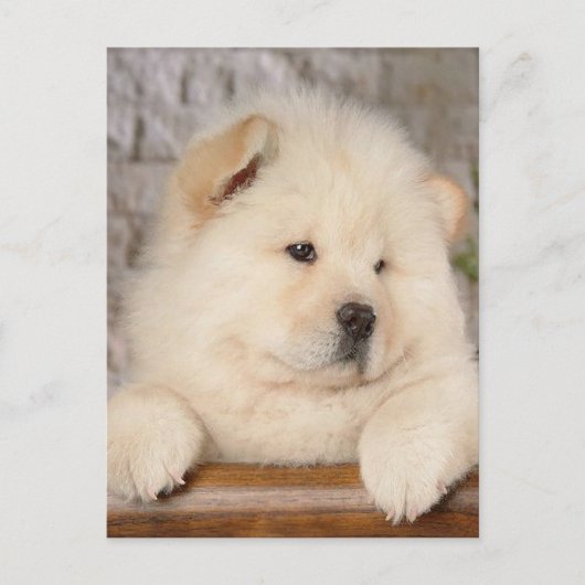 Carte Postale Chow Chow (Devant)
