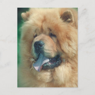 Carte Postale Chow Chow