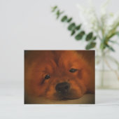 Carte Postale Chow Chow (Debout devant)
